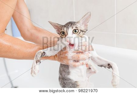 Bathing A Cat