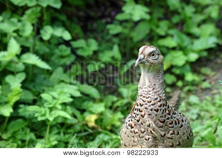Pheasant looking alert