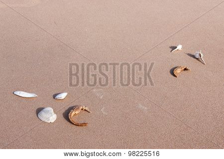 Cuttlebone And Sea Horse