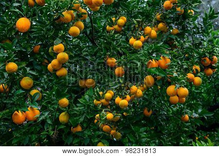 Ripe Oranges