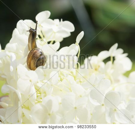 Garden snail creeps up on a big white flower Hydrangea arborescens, blurred background, selective fo
