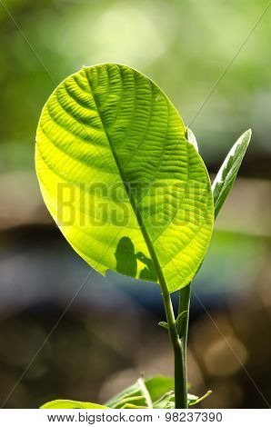 Green Leaf Background.