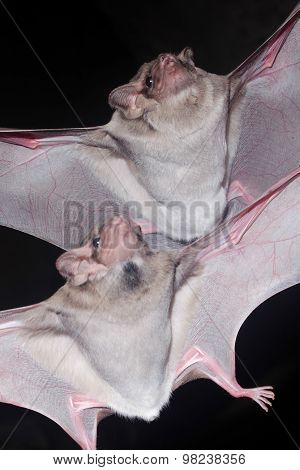 Bat Is Mammal And Call 