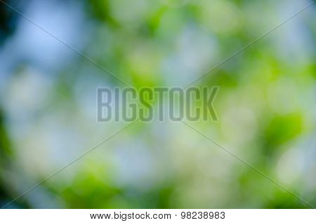 Bokeh Green Background