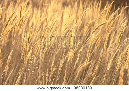abstract photo of golden sedge