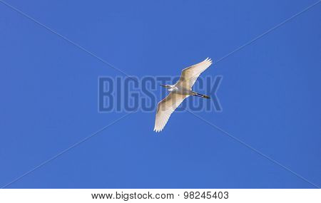 Snowy Egret, Egretta thula