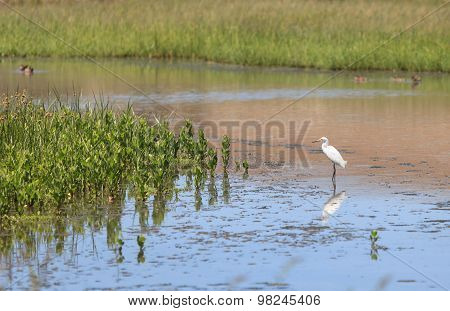 Snowy Egret, Egretta thula