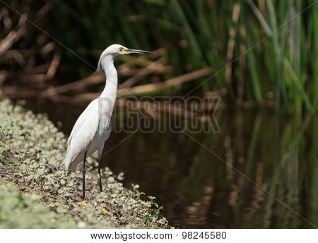 Snowy Egret, Egretta thula