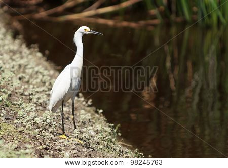 Snowy Egret, Egretta thula