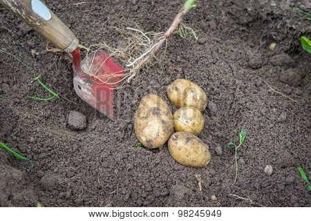 Potatoes And A Shovel In The Soil