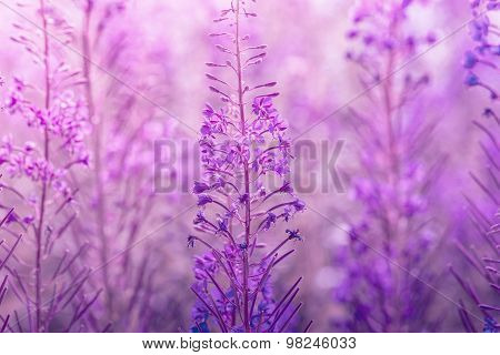 Chamerion Flowers In Violet Tone