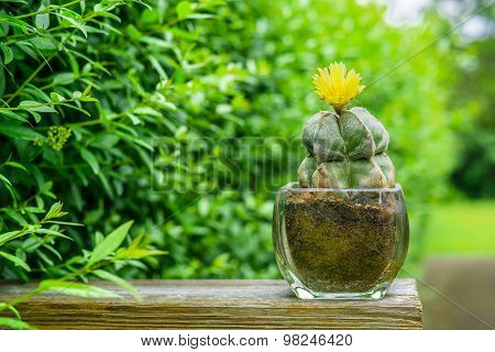 Astrophytum Myriostigma Cactus With A Yellow Flower