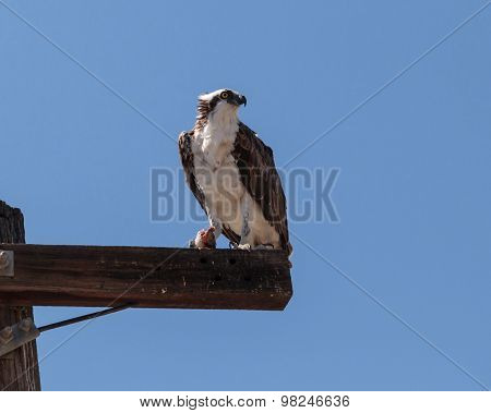 Osprey bird, Pandion haliaetus