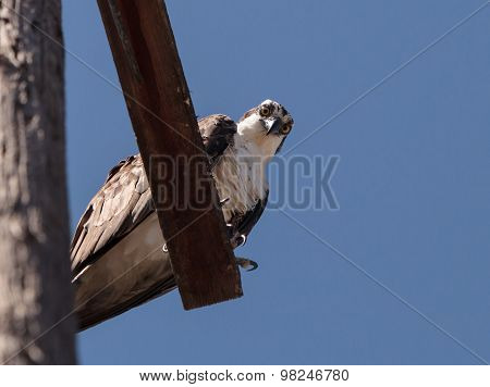 Osprey bird, Pandion haliaetus