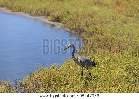 Great blue heron