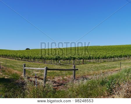 The South Australian wine vineyards