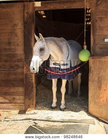 Brown bay horse in a barn