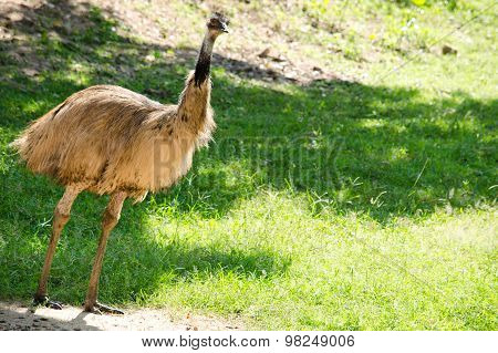 Ostrich