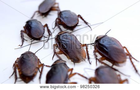 Group walk cockroach isolate on white background