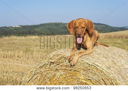 Hungarian Pointer Viszla on the harvested field on a hot summer day. Dog sitting on straw.
