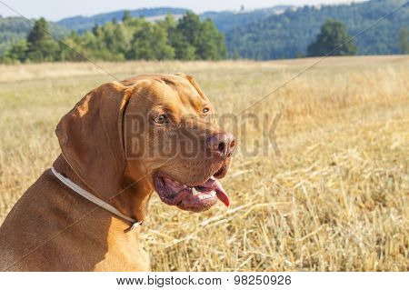 Hungarian Pointer Viszla on the harvested field on a hot summer day. Dog sitting on straw.