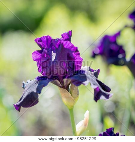 Blooming Iris In The Garden