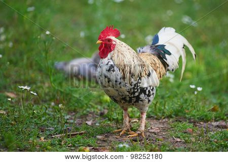 Rooster Or Chicken On Traditional Free Range Poultry Farm