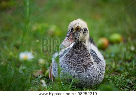 Young ducks lying on green grass on the farm