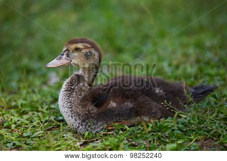 Young ducks lying on green grass on the farm