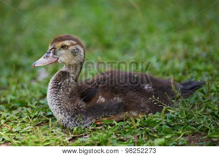 Young ducks lying on green grass on the farm