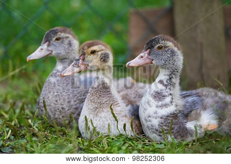 small duck lying on green grass on the farm
