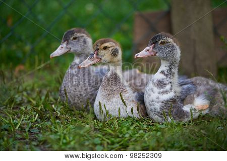 small duck lying on green grass on the farm