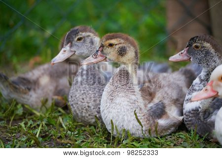 Young Ducks