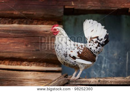 Chicken On Traditional Free Range Poultry Farm