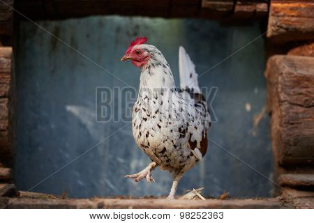 Chicken On Traditional Free Range Poultry Farm