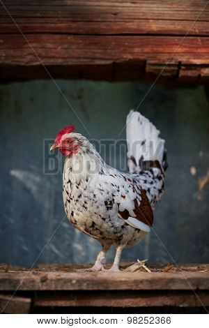 Chicken On Traditional Free Range Poultry Farm