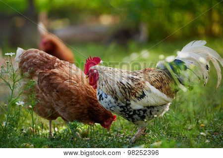 Rooster Or Chicken On Traditional Free Range Poultry Farm