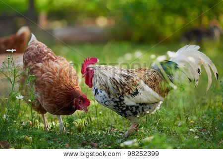 Rooster Or Chicken On Traditional Free Range Poultry Farm