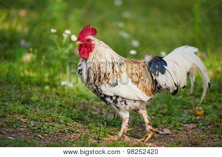 Rooster Or Chicken On Traditional Free Range Poultry Farm