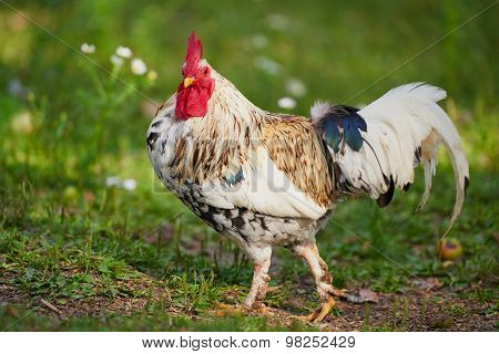 Rooster Or Chicken On Traditional Free Range Poultry Farm