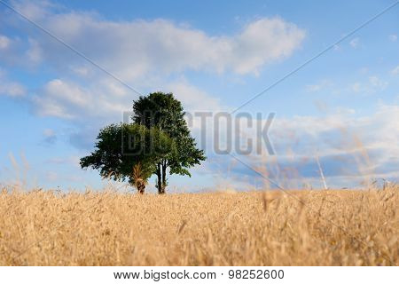 Old Green Trees In The Middle Of A Field