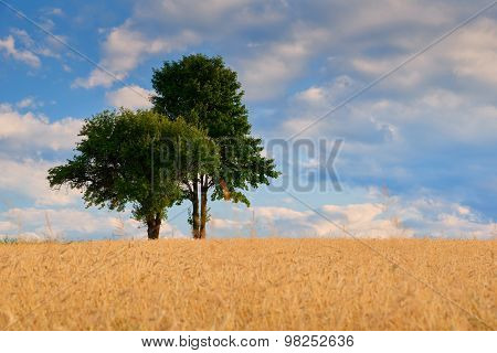 Old Green Trees In The Middle Of A Field