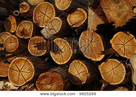 Seasoning Logs