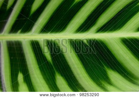 MARANTHACEAE - Green leaf layer nature abstract background