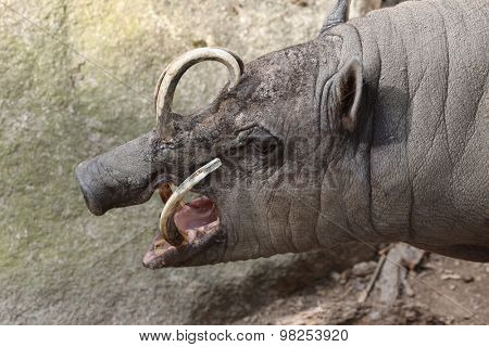 Sulawesi babirusa (Babyrousa celebensis). Wild life animal. 