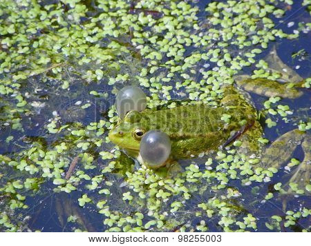 Frog