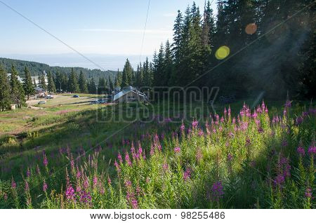 Mountain