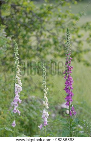 Three Foxglove Plants