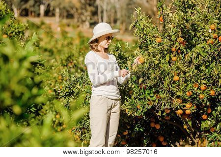 Caucasian girl harvesting mandarins and oranges in organic farm