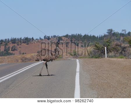 Emu on the road in a rural landscape